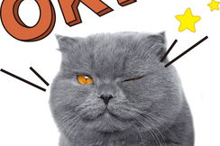 娱乐吃瓜君猫,揭秘娱乐圈那些不为人知的幕后故事