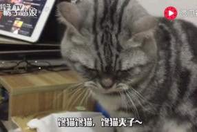 娱乐吃猫瓜,揭秘“吃猫瓜”背后的故事与真相